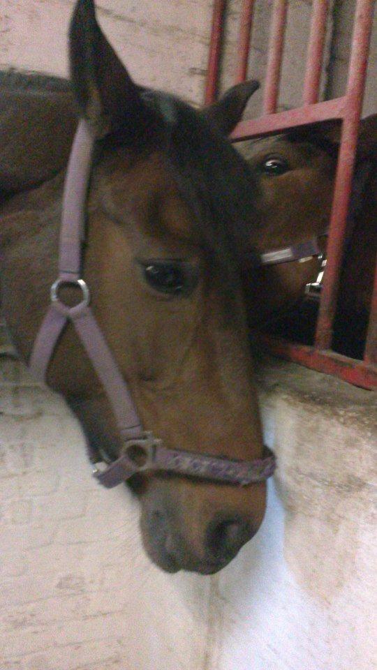 Dansk Varmblod Cinella D´crepes billede 9