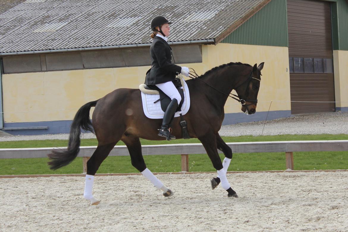 Trakehner Roloff billede 6
