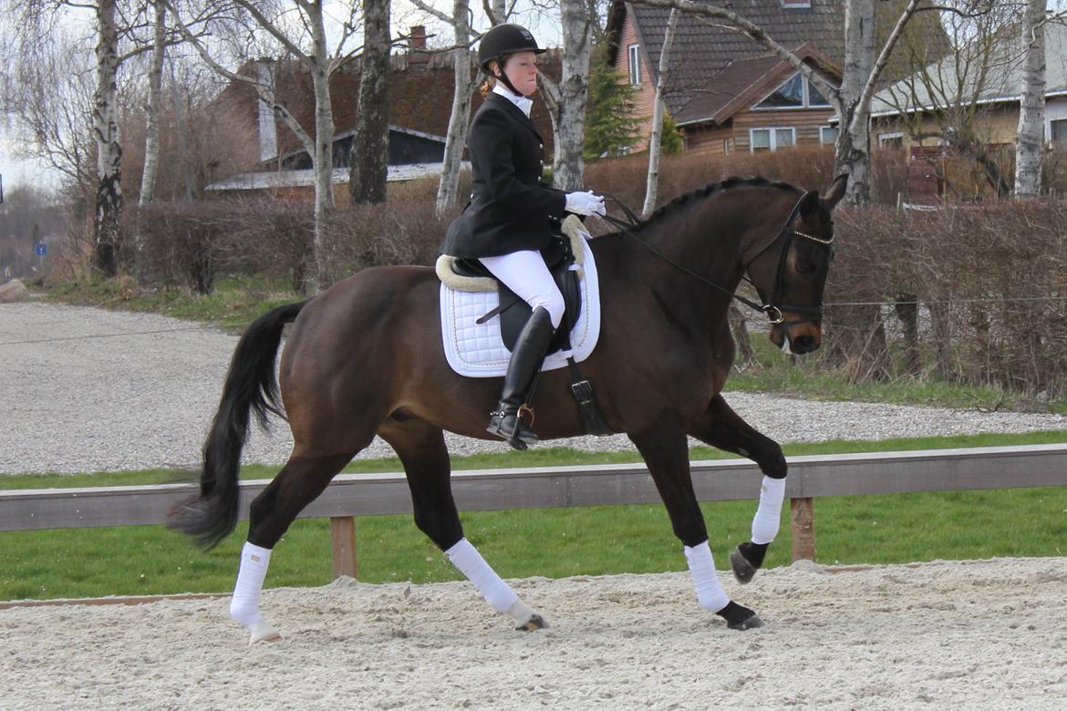 Trakehner Roloff billede 2
