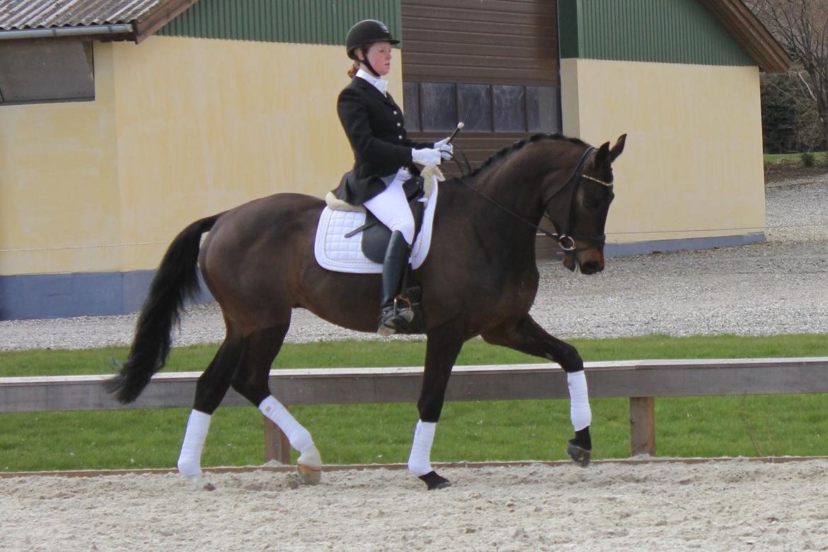 Trakehner Roloff - April 2013 billede 1