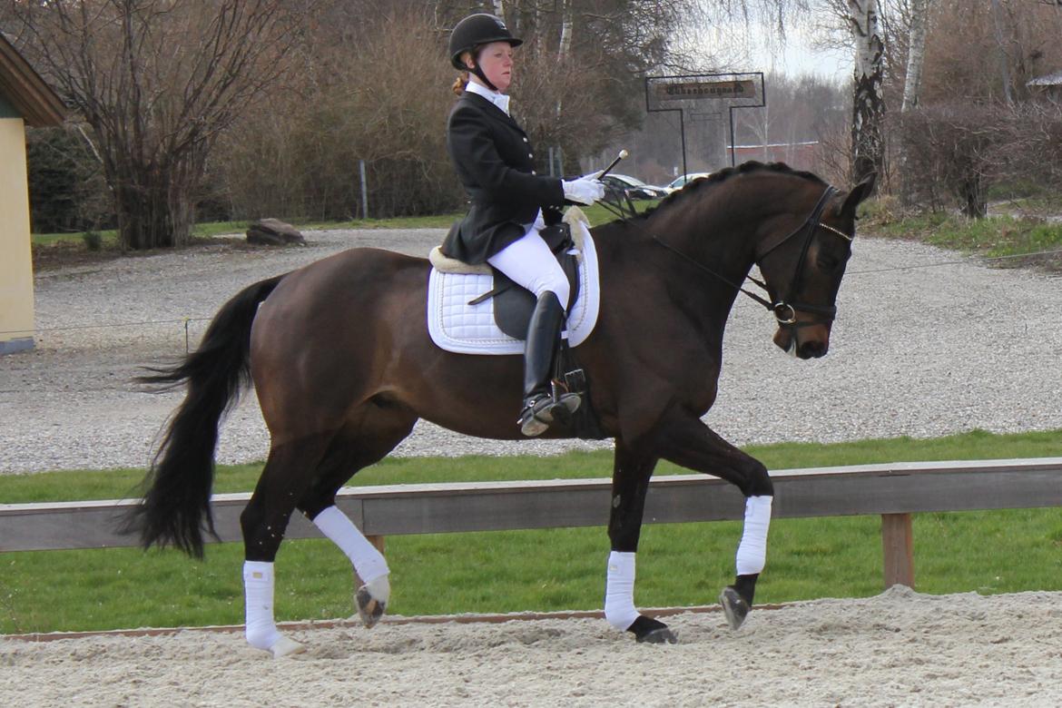 Trakehner Roloff billede 7