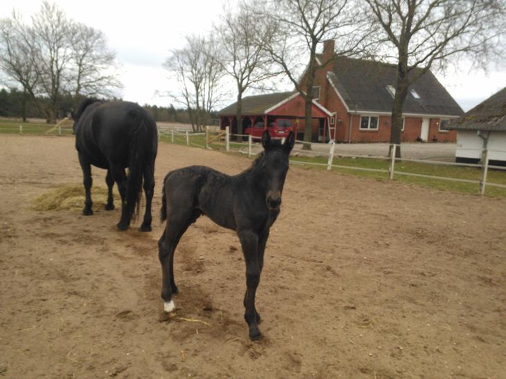 {{currentPhoto.altText}} billede {{currentPhoto.number}}