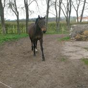 Mecklenburger pikdame!<3333(prinsessen)