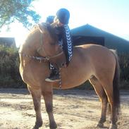 Anden særlig race Bamseline