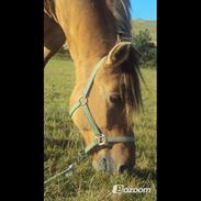 Anden særlig race Bamseline