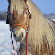 Haflinger Aston af Vognmandsgården (Anton)