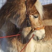 Haflinger Aston af Vognmandsgården (Anton)