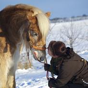 Haflinger Aston af Vognmandsgården (Anton)