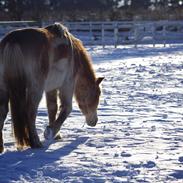 Haflinger Aston af Vognmandsgården (Anton)