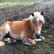 Haflinger Aston af Vognmandsgården (Anton)