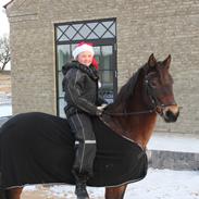 Welsh Partbred (Sec F) Kildegård Laura