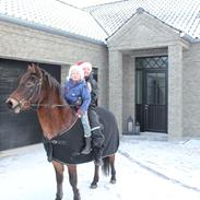 Welsh Partbred (Sec F) Kildegård Laura