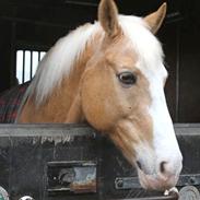 Palomino Fortunens Logo