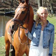 Anden særlig race Tornado - B-PONY