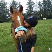 Anden særlig race Kalip