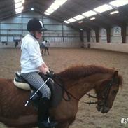 Anden særlig race Kalip