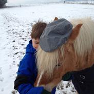Anden særlig race Bellis