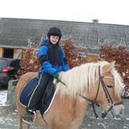 Anden særlig race Bellis