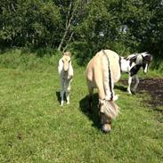 Anden særlig race Maximus