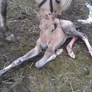 Anden særlig race Maximus