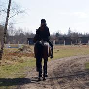 Irsk Sportspony Clonkela Miss <3