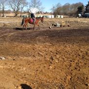 Traver Galadriel aka. Perle[himmel'hest]