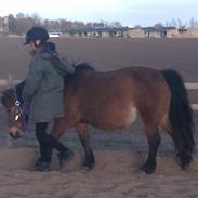 Anden særlig race Karoline