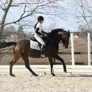 Dansk Varmblod Horsenæs Cavanna  (Anna)