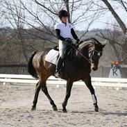 Dansk Varmblod Horsenæs Cavanna  (Anna)