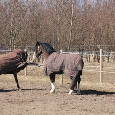 Welsh Pony (sec B) Bjerregårds Montana solgt