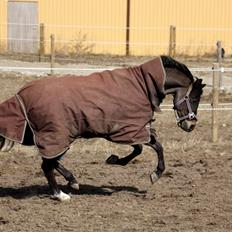 Welsh Pony (sec B) Bjerregårds Montana solgt