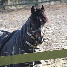 Connemara Hesselbjerggård Highlander SOLGT