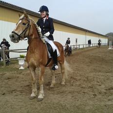 Haflinger Wonder Brohus <3