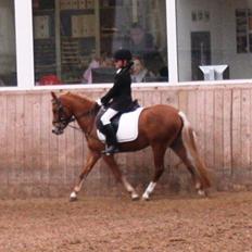 Welsh Partbred (Sec F) Valbjerggaard`s Casiopaia