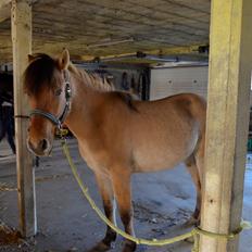 Anden særlig race Lucky [Udlånt]