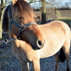 Anden særlig race Lucky [Udlånt]