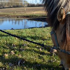 Anden særlig race Lucky [Udlånt]