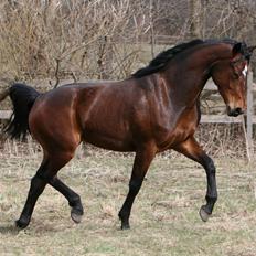 Tysk Oldenburger Gørklintgårds Wilaya