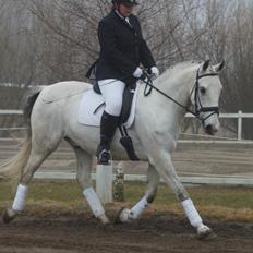 Lipizzaner Maestoso Thais II