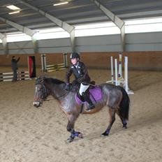 Welsh Partbred (Sec F) Kildegård Laura