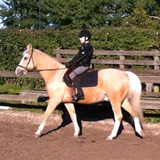 Palomino Fortunens Logo