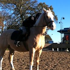 Palomino Fortunens Logo