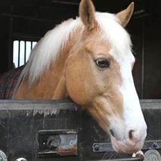 Palomino Fortunens Logo