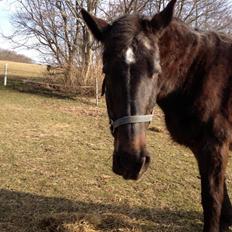 Oldenborg Dolly