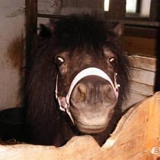 Shetlænder Elvis