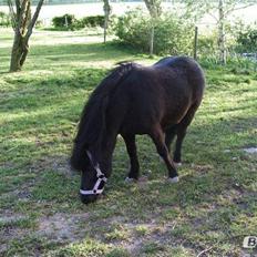 Shetlænder Elvis