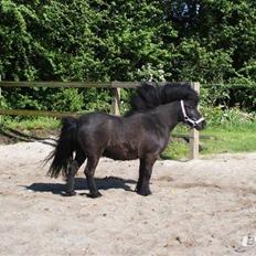 Shetlænder Elvis