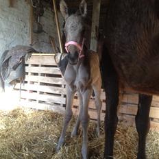 Anden særlig race Rævebjerggårds MacCoy RIP<3