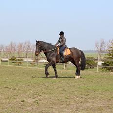 Anden særlig race Bekito