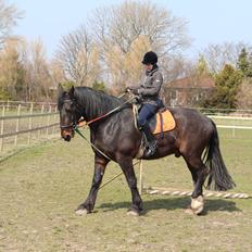 Anden særlig race Bekito